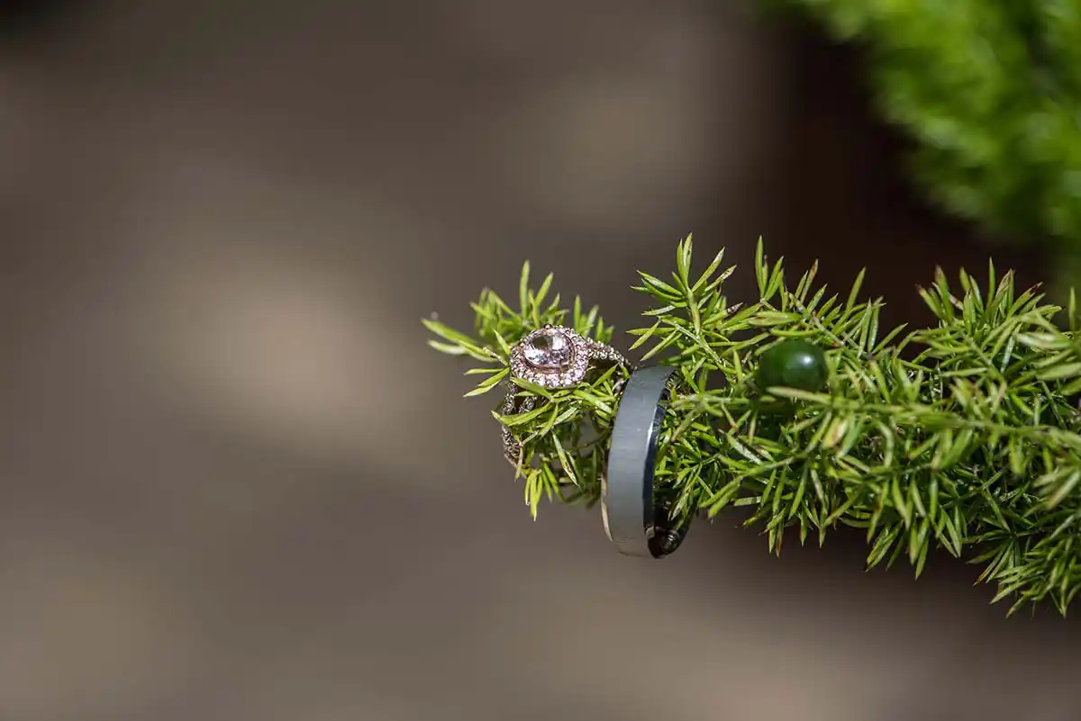 wedding rings on branch by bloemfontein wedding photographer